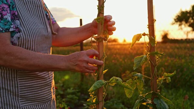 A person in an apron works in a field at sunset, tying a plant to a wooden post. The sun shines on the vibrant leaves and surrounding area
