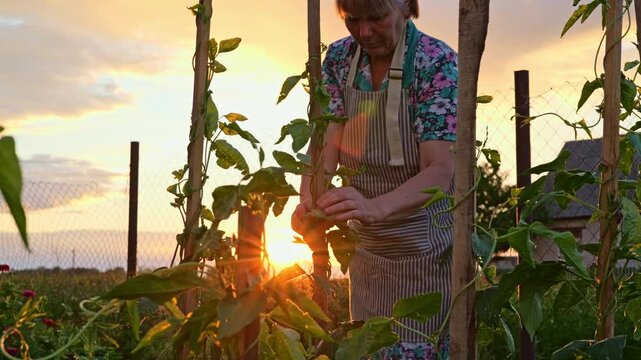 A person works among plants in a backyard garden. The sun sets in the background, casting warm light on the scene. The sky shows some clouds