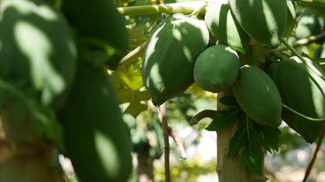 Green papaya fruits hang on the tree in a tropical plantation garden under natural daylight. Fruit plantation.