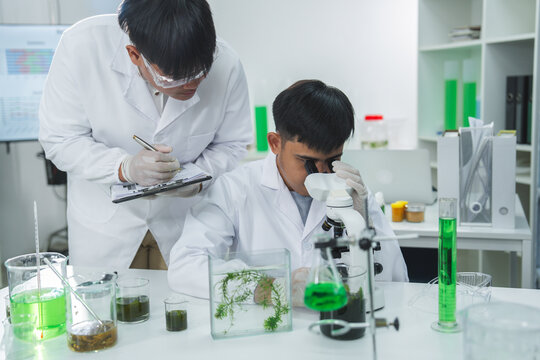 Scientist laboratory microscope research chemistry student experiment green liquid plant, focused Asian male team examines sample with glassware in clean classroom lab