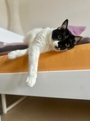 cute boring cat © Leo