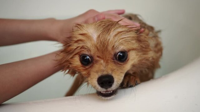 家のお風呂に入る可愛いポメラニアンの子犬の姿