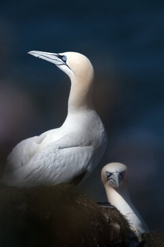 Breeding pair of northern gannets perched on the edge of Bempton Cliffs, one facing forward while the other keeps watch, capturing nesting behavior and partnership on a dramatic coastal cliff.