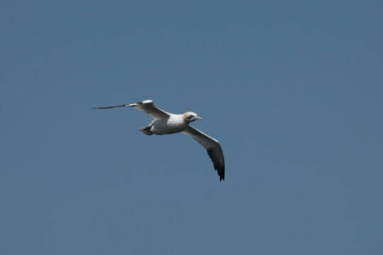 Northern gannet soaring in flight against a clear blue sky, showcasing elegant wingspan and streamlined form in a minimalist natural setting.