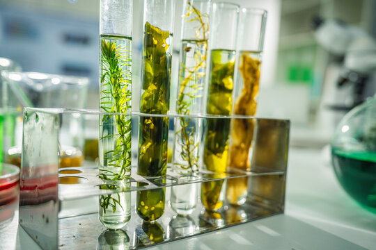 Laboratory test tube plant algae liquid research science glassware experiment sample with green botanical specimen in clear solution for biology study on lab bench