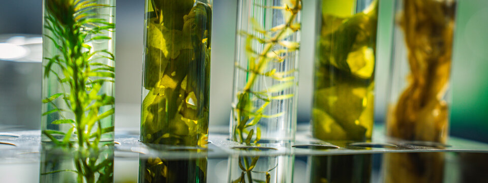 Plant specimen glass jar liquid laboratory botanical research green preservation, close view of aquatic stem sample in clear container for science study