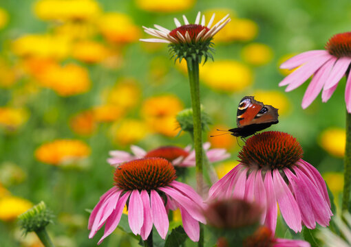 Tagpfauenauge auf Bl&uuml;te vom roten Sonnenhut	

