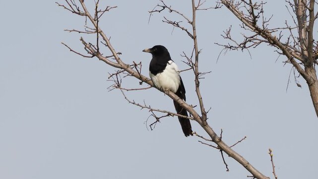 The Eurasian magpie (Pica pica) taking flight from a tree branch