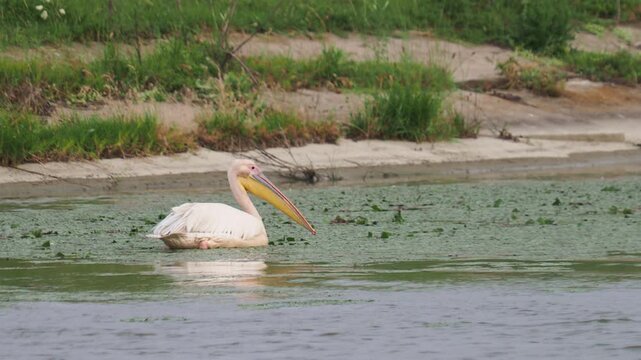Great white pelican (Pelecanus onocrotalus) foraging in a slow-flowing river with aquatic vegetation