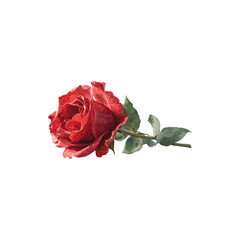 Fototapeta premium Single blooming red rose flower with green leaves detailed botanical floral illustration on transparent background