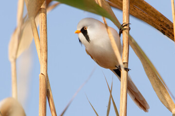 Beautiful male Bearded Tit Panurus biarmicus with a distinctive black mustache resting between two dry reeds under a clear blue sky © drakuliren
