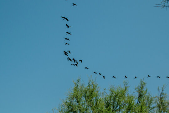 Flock of Birds Flying in Formation Over Green Trees Against Blue Sky