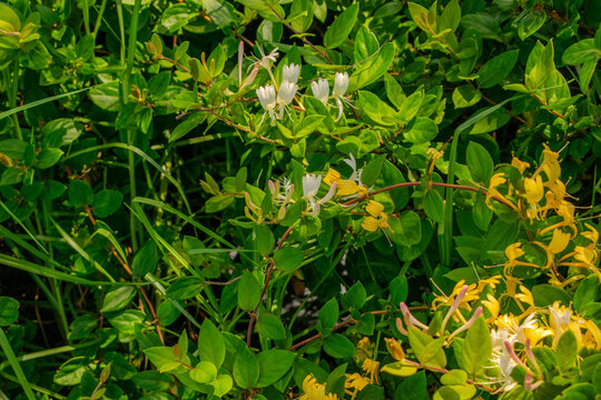 Lush Spring Foliage with Yellow and White Wildflowers Macro Shot