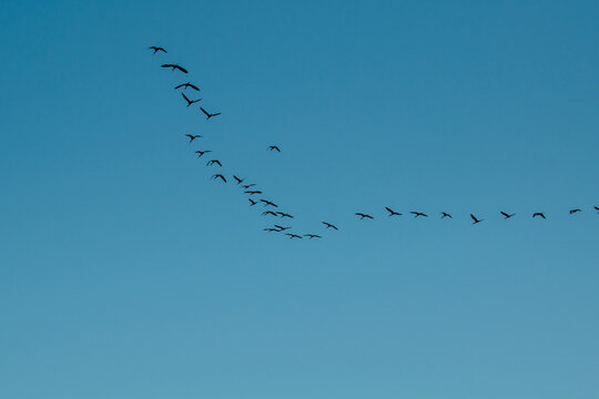 Flock of Birds Flying in Blue Sky Silhouette