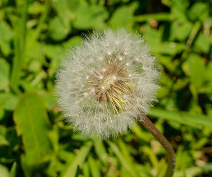 Dandelion Seed Head Against Lush Green Foliage Macro Shot
