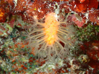 Soft Coral Polyps Extended During Night Dive © Andrea