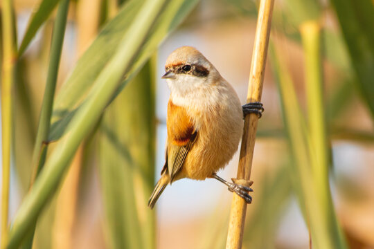 Cute male Bearded Tit Panurus biarmicus clinging to a vertical green reed in its natural marsh habitat during golden hour
