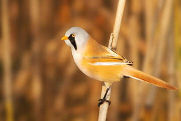 Profile portrait of a beautiful male Bearded Tit Panurus biarmicus with a distinctive black mustache perched on a single reed stem © drakuliren