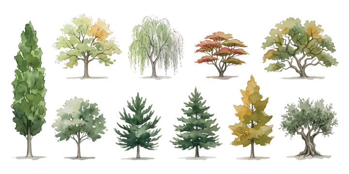 Elevation side view tree plant pine oak willow olive watercolor set landscape architecture element