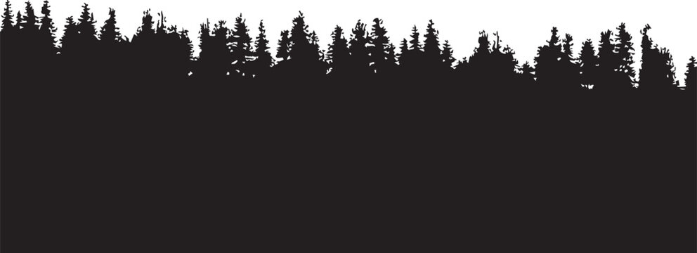 Dense pine forest silhouette against a bright white sky during daytime