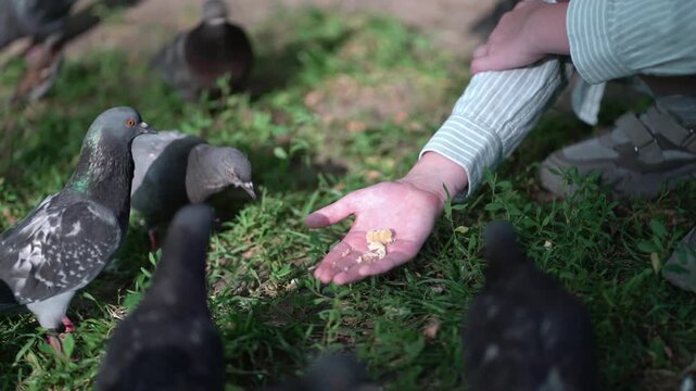 Person feeding a pigeon from an open palm with breadcrumbs on parched ground. Serene close-up of wildlife interaction, urban nature, and gentle bird behavior.