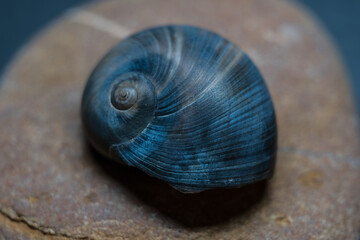 Still life of shells and artifacts shaped and returned by the sea 2 © serfeo