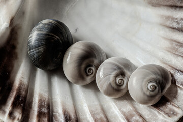 Still life of shells and artifacts shaped and returned by the sea © serfeo