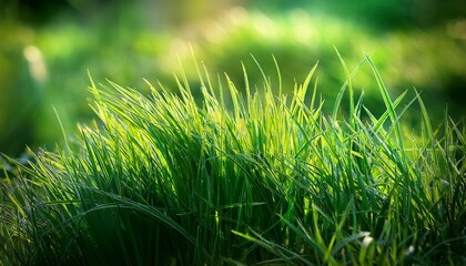 Obraz premium Green Grass Vegetation