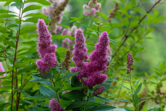 Vibrant purple spirea flowers bloom in lush green garden foliage