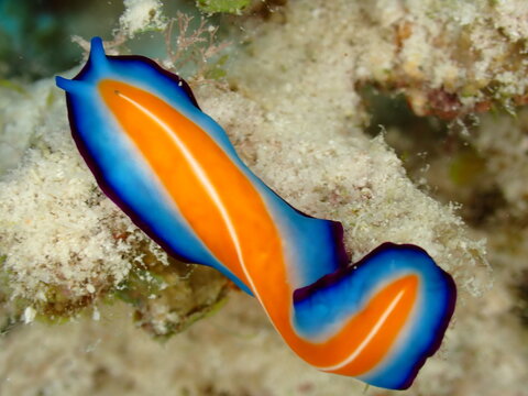 Brown and White Marine Flatworm Crawling on Tropical Coral Reef