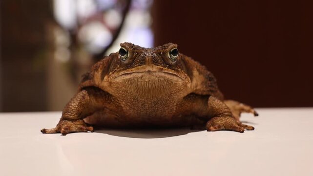 Cane Toad Breathing While Facing the Camera