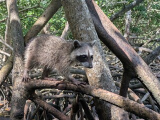 Wild Crab-eating raccoon in North Colombia © David