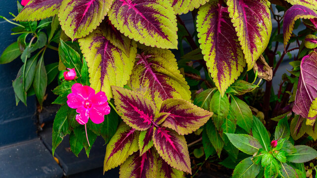 Lambertville, New Jersey. The plants pictured are Coleus (Plectranthus scutellarioides)