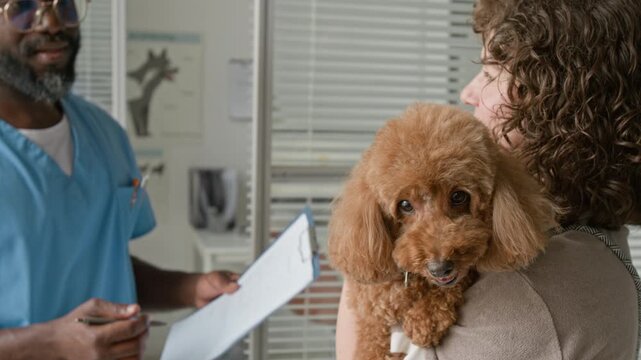 Young adult Caucasian woman holding poodle dog while middle aged African American male veterinarian explaining medical chart. Clip is ideal for pet insurance commercials or veterinary clinic promos