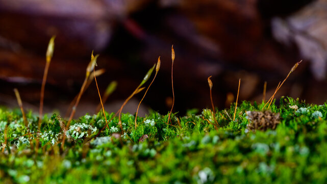 New Jersey. A moss with prominent sporophytes, which are the slender, orange-brown stalks extending upwards from the green moss cushion.