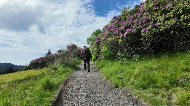 Hiker walking along the Round Bald Trail at Roan Mountain, surrounded by lush green forest and blooming purple rhododendron flowers in spring