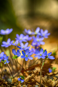 blue flowers in the garden