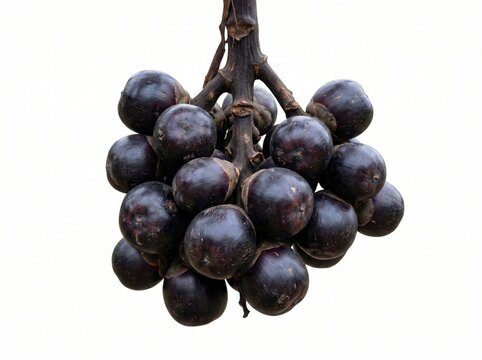Fresh Toddy Palm Fruit Isolated on White Background