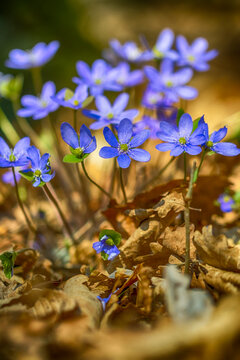 forget me not flowers in the forest