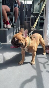 French bulldog panting with tongue out standing inside public bus during daytime travel