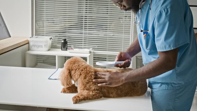 African American male veterinarian examining brown poodle dog with magnifying glass in clinic. Clip suitable for veterinary services, pet care ads, and animal health promotions