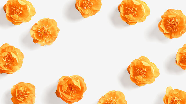 Spring floral frame, Fresh Trollius or Globeflower  flowers. Orange wild peony blossoms as greeting card. Minimal nature flowery still life, blooming plants on white background with empty space