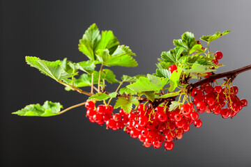 Red currant on a black background. © Igor Normann