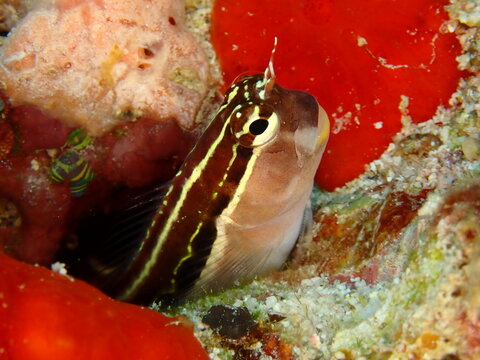 Portrait of Yaeyama blenny Ecsenius yaeyamaensis on colorful coral reef