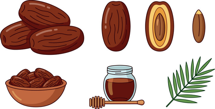 Sweet dried date fruit vector illustration set with whole dates halved fruit pit wooden bowl palm leaf and syrup jar isolated on white background.