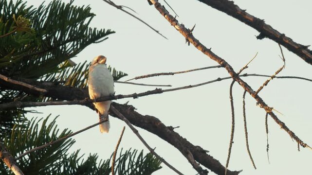 Close-up of a kookaburra is perched on a branch of a tree in the morning sunlight.