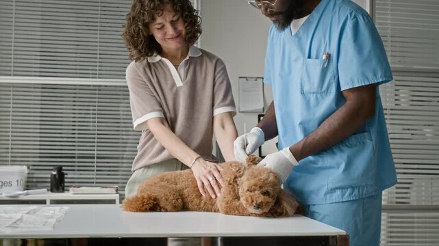 Middle aged African American male veterinarian examining poodle dog ear with cotton swab while young adult Caucasian woman petting dog. Ideal for veterinary clinic promotions and pet care services