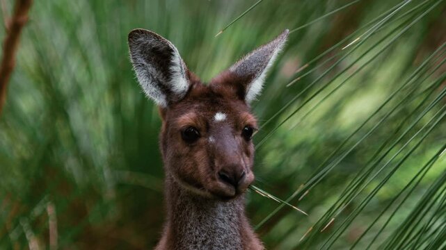 A kangaroo is looking directly at the camera while eating grass in a lush green area during the day.