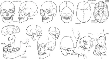 Detailed Human Skull Anatomy Vector Line Art Set with Cranial Views, Bone Structure and Anatomical Labels © Muniya