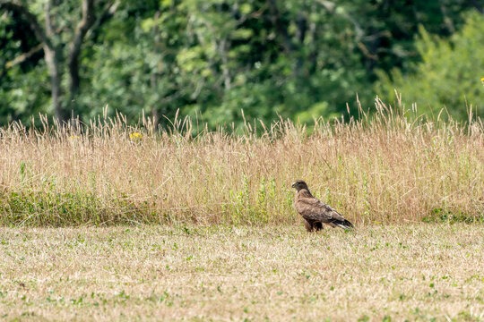 the common buzzard a medium to large bird of prey standing in a recently cut field of hay